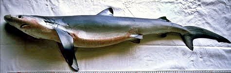 Prionace glauca _06.jpg